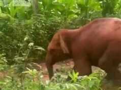 തണ്ണിത്തോടില് കിണറ്റില് വീണ കാട്ടാനക്കുട്ടിയെ രക്ഷപ്പെടുത്തി കാട്ടിലേക്ക് അയച്ചു