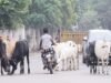 ബംഗാളിലെ ‘ഗോരക്ഷ’ തിരിഞ്ഞുകൊത്തുമ്പോള്