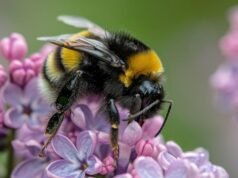 Bumble bees are the brainiest insects