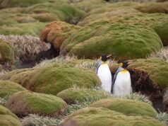 Two birds detected with deadly H5 bird flu on Western Australian coast