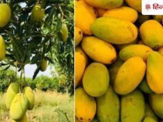 बाजार में आया दशहरी आम, किसान ने बताए असली मलिहाबादी की पहचान करने के 3 आसान तरीके
