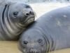 Thousands of seals wiped out by deadly bird flu outbreak on Australian islands