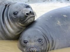 Thousands of seals wiped out by deadly bird flu outbreak on Australian islands