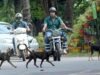 തെരുവുനായ പിന്തുടര്ന്നതിനെത്തുടര്ന്ന് സ്കൂട്ടര് നിയന്ത്രണം വിട്ട് മറിഞ്ഞു; വയോധികയ്ക്ക് ദാരുണാന്ത്യം