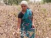 कर्जमाफी योजनेतून ‘या’ शेतकऱ्यांना केवळ 50 हजारांचा लाभ मिळणार; नव्या कर्जमाफी योजनेचं सत्य जाणून घ्या
