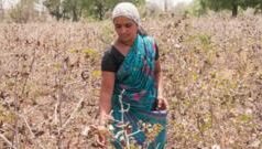 कर्जमाफी योजनेतून ‘या’ शेतकऱ्यांना केवळ 50 हजारांचा लाभ मिळणार; नव्या कर्जमाफी योजनेचं सत्य जाणून घ्या