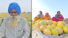 ਖਰਬੂਜੇ ਸਣੇ ਹੋਰ ਫਸਲਾਂ ਦੇ ਬੀਜਾਂ ਦਾ ਉਤਪਾਦਨ ਕਰ ਰਿਹਾ ਇਹ ਕਿਸਾਨ, ਕੀ ਹੈ ਪੂਰੀ ਪ੍ਰਕਿਰਿਆ, ਕਿਹੜੀਆਂ ਔਕੜਾਂ ਦਾ ਕਰਨਾ ਪੈਂਦਾ ਸਾਹਮਣਾ ?