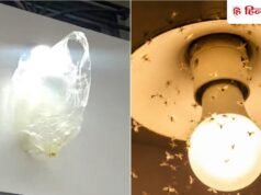 बल्ब के आस-पास मंडराता रहता है कीड़ों का झुंड? 1 तेल की खुशबू से मिनटों में होंगे दूर, जान लें ये गजब की ट्रिक