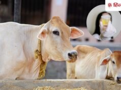 गोमूत्र पीने के फायदे ज्यादा या नुकसान, क्या यह हर किसी के लिए सेफ है?
