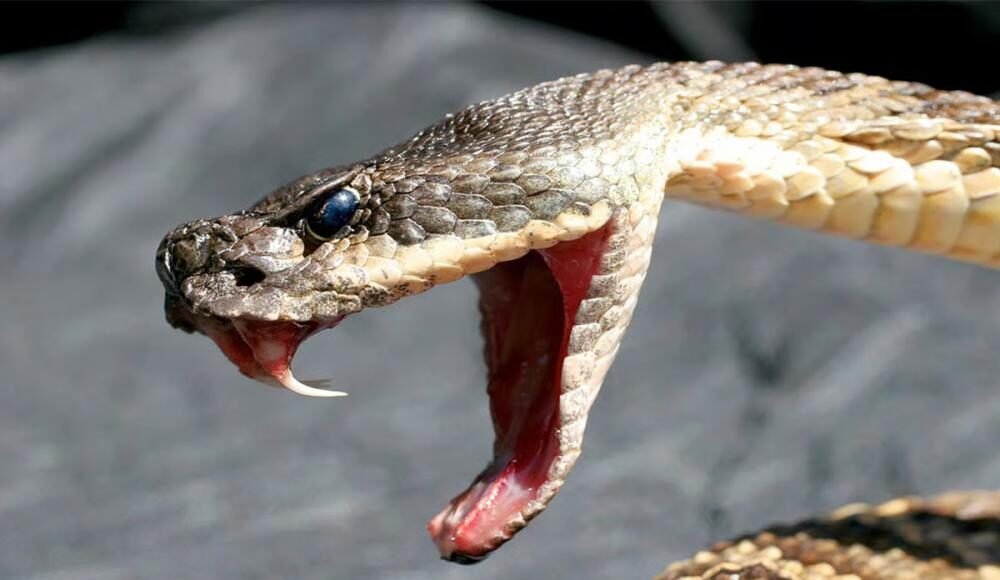 snake-2.jpg