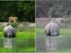 Tiger sneaks up behind rhino at waterhole in Dudhwa, what happens next is fascinating