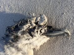 H5 Bird flu: NSW responding to suspect case of H5 bird flu after bird found in Hawksnest