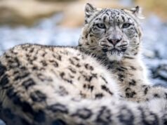 Advice issued on big cat safety after panther sightings in Wales