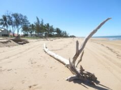 Forrest Beach in Queensland shut down after wild discovery
