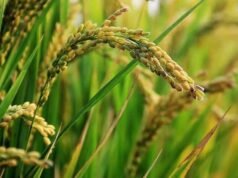 Telangana launches Mission K-100 for paddy procurement