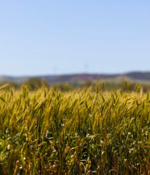 Wheat%20Crop%2001%20copy.jpg