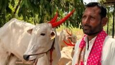 गाय-बैलाची खरेदी सोपी, पण घरी नेणं कठीण? गोरक्षक, मकोकाच्या भीतीमुळे शेतकरी अडचणीत कसे आले?