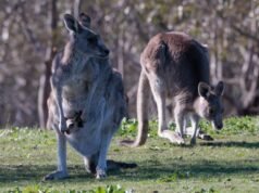 Fears over how bird flu outbreak might affect Aussie icons such as kangaroos and koalas