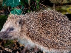 Police investigate after man gives children paper hedgehogs made from ‘erotic novel’