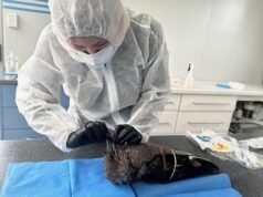 Another suspected case of H5 bird flu as sick bird found in SA