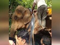 റേഡിയോ കോളര് ഘടിപ്പിച്ച കാട്ടാന ചരിഞ്ഞ സംഭവം; സമഗ്ര അന്വേഷണത്തിന് ഉത്തരവിട്ടു