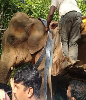 elephant.jpg
