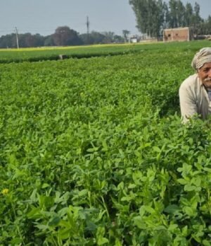 kisan_budget_1770789273765_1770789280319_1782893906308_b945bbee-3c30-487f-99a4-49c006d1be97.jpg