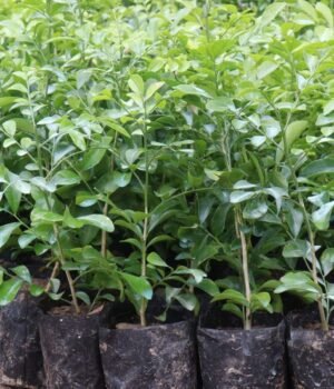 madhukamini-plant_1783333798725_1783333798850_65d54dac-3fad-4168-b1d9-99b643deb174.jpg