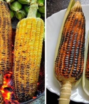 roasted_Bhutta_1783514093225_1783514100250_54b70d8b-69ca-4bdd-9f0f-61ee873553bc.jpg