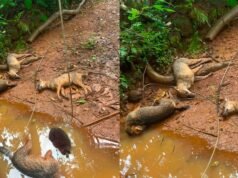 സ്വന്തം ജീവന് ബലി നല്കി കുറുനരികള് ഒരു ഗ്രാമത്തെ രക്ഷിച്ചു