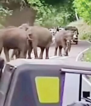 wild-elephnt.jpg