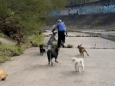 Boy, 13, arrested following alleged attempted sexual assault in Kooyong after dogs filmed chasing him away