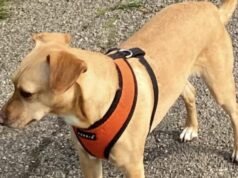 Chrissie Hynde heartbroken as beloved dog Nico goes missing in London