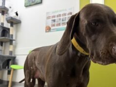 Beechworth farmer Tom Powell offers $20,000 reward after dog shot in suspected drive-by shooting at nursery