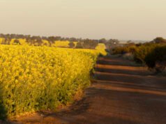 Rabobank finds strong case for WA canola crushing industry
