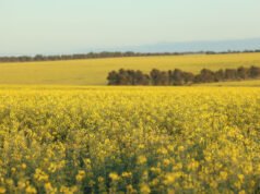 Frost, poor rain ends talk of another bumper crop for WA farmers