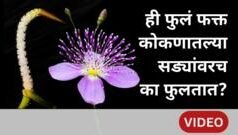 पावसाळ्यातच फुलणारी ही दुर्मिळ फुले महाराष्ट्रात कुठे दिसतात?