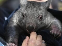 Three Victorian men charged over alleged killing of wombats with car