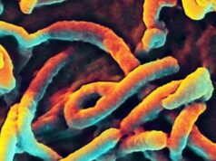 Animal likely source in DR Congo-Uganda Ebola: study