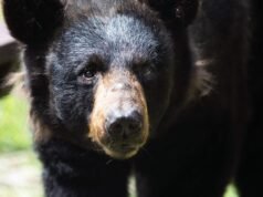 Bear dies trapped inside car
