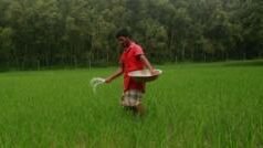 বাংলাদেশে সার সংকট আছে নাকি নেই?