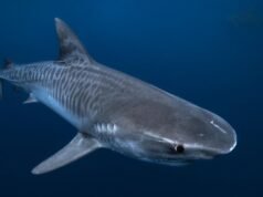 Scientists hunt for ‘Sharkzilla’ after carnage off New York coast
