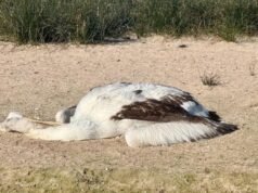 Mystery surrounds mass death of hundreds of pelicans at significant and remote NSW wetland, bird flu ruled out