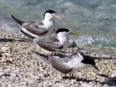 Bird flu cases in Australiia grow to more than 50