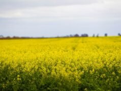 Opinion: Major market reopens for Australian canola