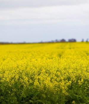 Canola_crop_resized.jpg