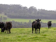 Fremantle Seaweed signs deal for dairy cattle, feedlot supplements