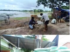 ଦ୍ୱିତୀୟଥର ବନ୍ୟାରେ ଜିଲାର ୬ଟି ବ୍ଲକରେ ୭୪ହଜାର ୫୨୧ ଗୃହପାଳିତ ପଶୁ ପ୍ରଭାବିତ