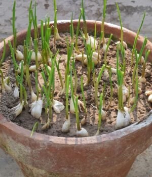 Garlic_plant__1786373425005_1786373425200_46fdb337-5f99-4d13-a436-38f33ac9b82d.jpg