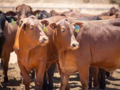 Live cattle export industry seeks policy certainty with launch of 10-year plan